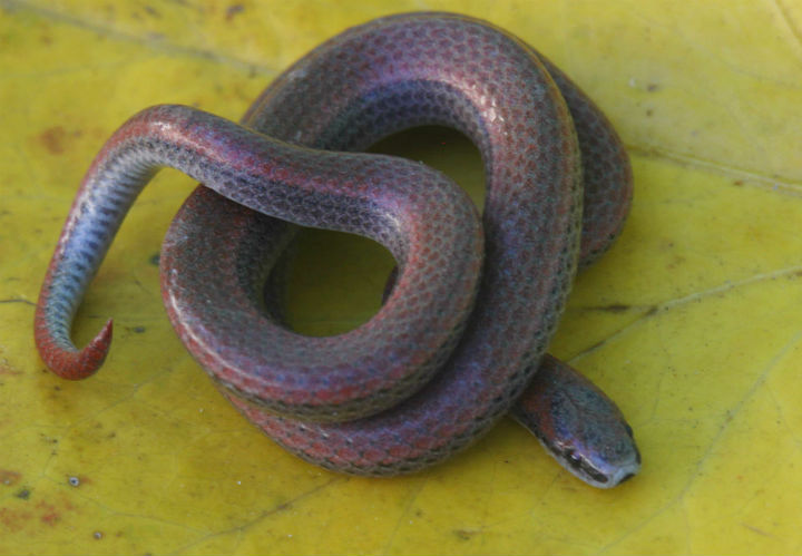 Sharp-tailed Snake